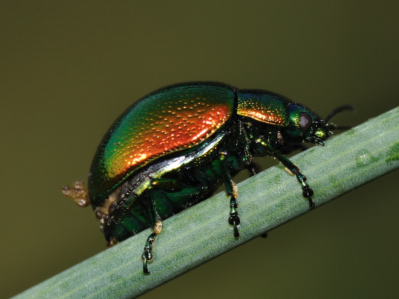 Chrysolina herbacea